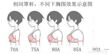 不同下胸围效果示意图