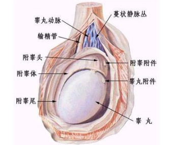 男同胞睾丸对于男生的必要性显而易见,实际上,如果不出現疼痛等显著