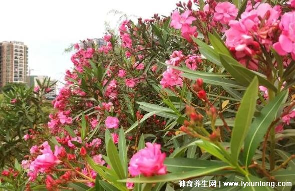 夾竹桃有毒嗎,莖葉花朵汁液都有劇毒(千萬不要用手摸) — 神奇養生網