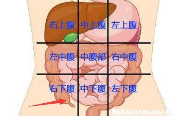 阑尾炎是哪个部位疼图片肚脐周围隐痛转移到右下腹剧痛