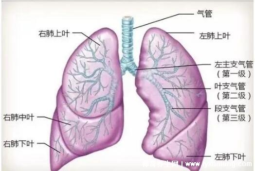 人体图肺位置示意图图片