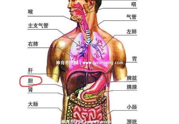 胆囊炎背部疼痛位置图图片