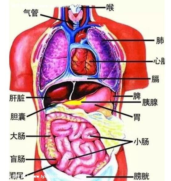 如图,胃在我们的上腹部偏左的位置,靠近胸骨下方的凹陷处,就是大家常